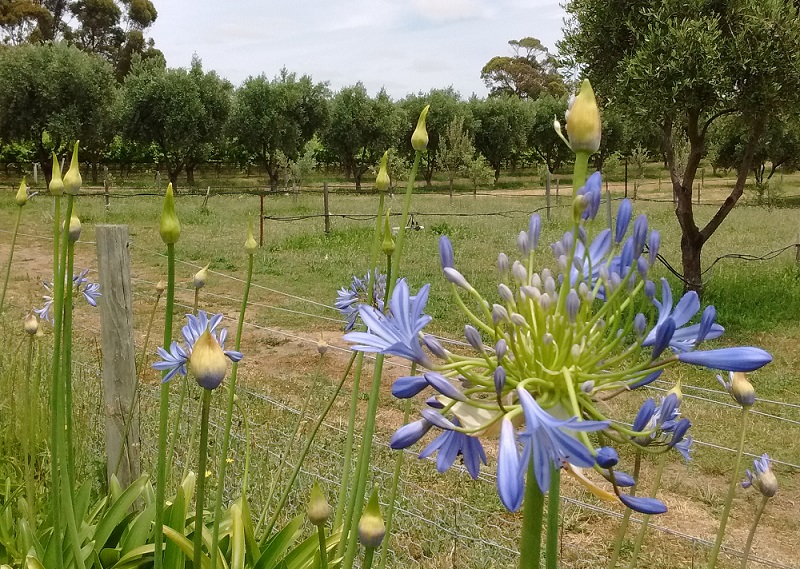 Agapanthus flowers in various stages of bloom near olive grove.