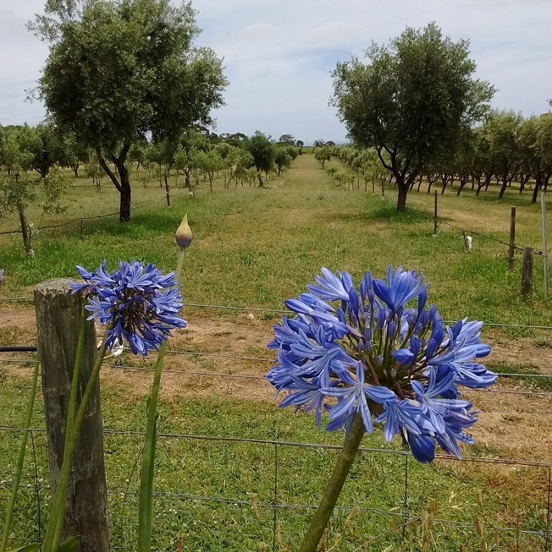 Agapanthus flowers and olvie trees in South Willunga, Australia.