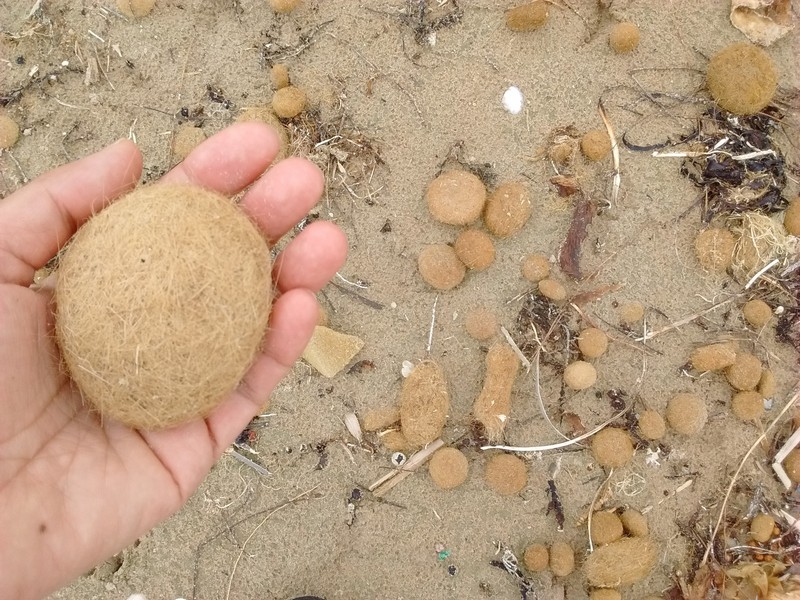 Brown grassy balls on Middleton Beach in South Australia.