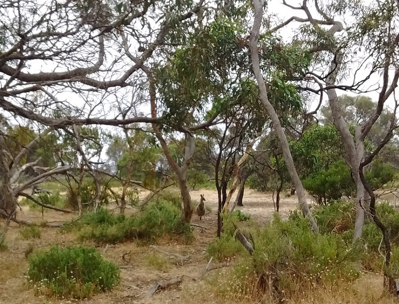 Kangaroo in Aldinga Scrub Conservation Park in South Australia.