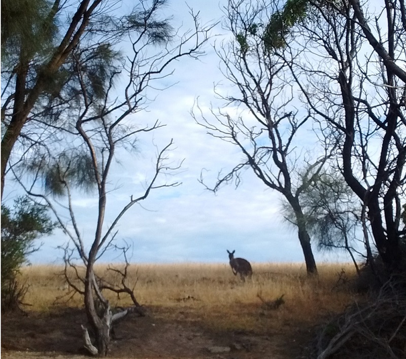 Kangaroo under gum tree on Heysen Trail near Tapanappa Lookout, South Australia.