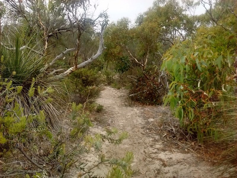 Lichen Coral trail in Aldinga Scrub Conservation Park in South Australia.
