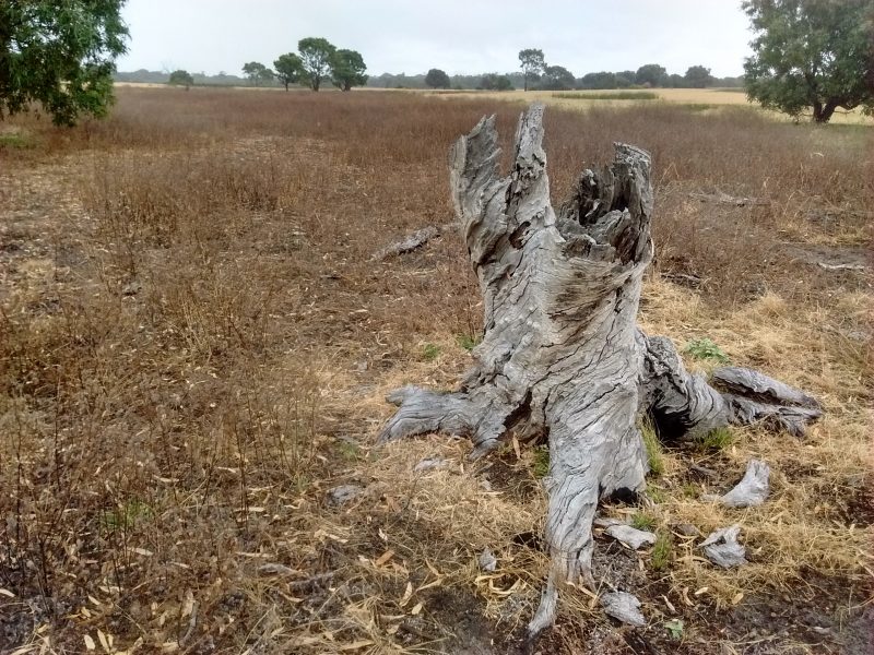 Stump at Aldinga Scrub Conservation Park in South Australia.