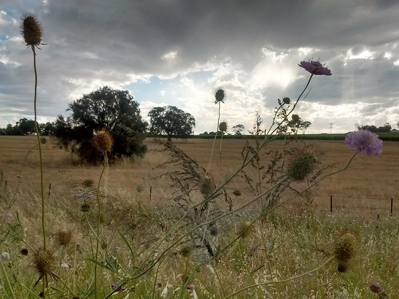 Wild flowers and thistles at the side of the Shiraz bike trail in South Australia. 